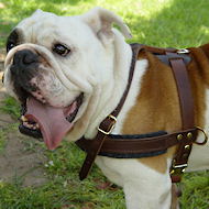Tracking/PullingLeather Dog Harness For English bulldog