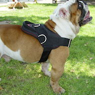 Nylon multi-purpose dog harness for tracking / pulling