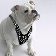 English bulldog Spiked Dog Harness