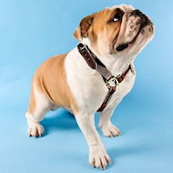 Luxury handcrafted dog harness made To Fit English bulldog