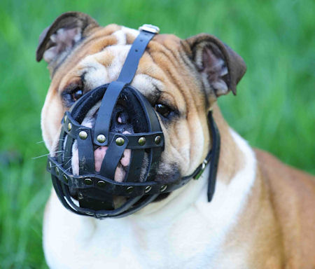 old english bulldog muzzle