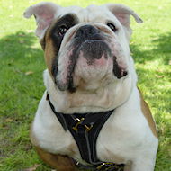 Leather tracking/walking dog harness padded bulldog dog harness