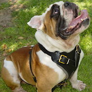 Custom/Protection Leather Harness - English bulldog dog harness