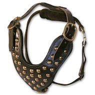 studded dog harness for English Bulldogs,British bulldogs,Old english Bulldogs