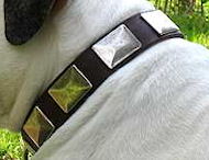 English Bulldog Leather Collar With Vintage Massive Plates English Bulldog Leather Collar With Vintage Massive Plates