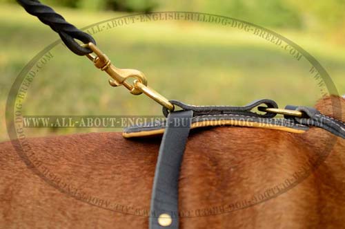 Brass D-Ring on Leather English Bulldog Harness Walking 