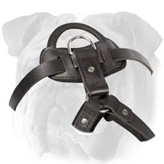 English Bulldog Leather Harness with Padded Chest Plate