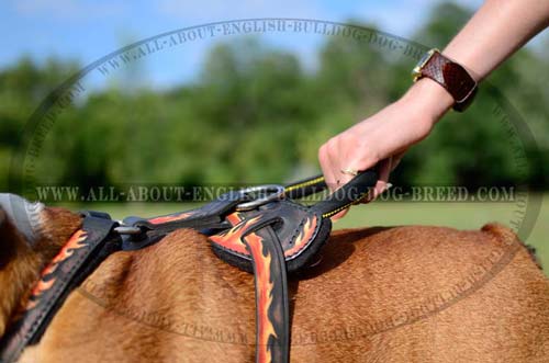 Leather Harness with convenient handle