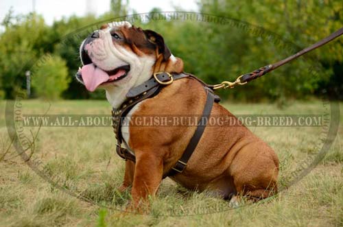 The Best Studded English Bulldog Harness