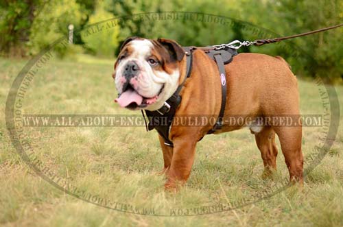 Comfortable Leather English Bulldog Harness for Training  and  Walking