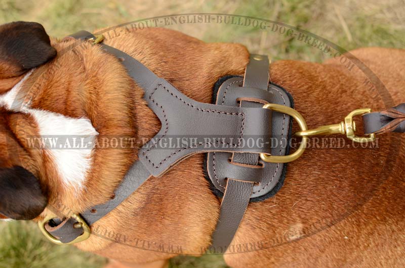 Premium Leather Dog Harness with Brass Fittings for English Bulldog breed