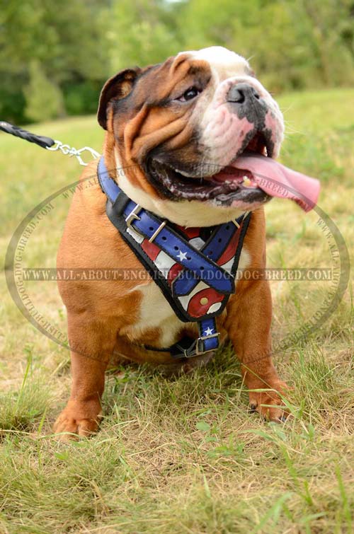 American Flag Handmade Leather Dog Harness for English Bulldog