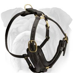 Designer Leather Dog Harness for English Bulldog Breed