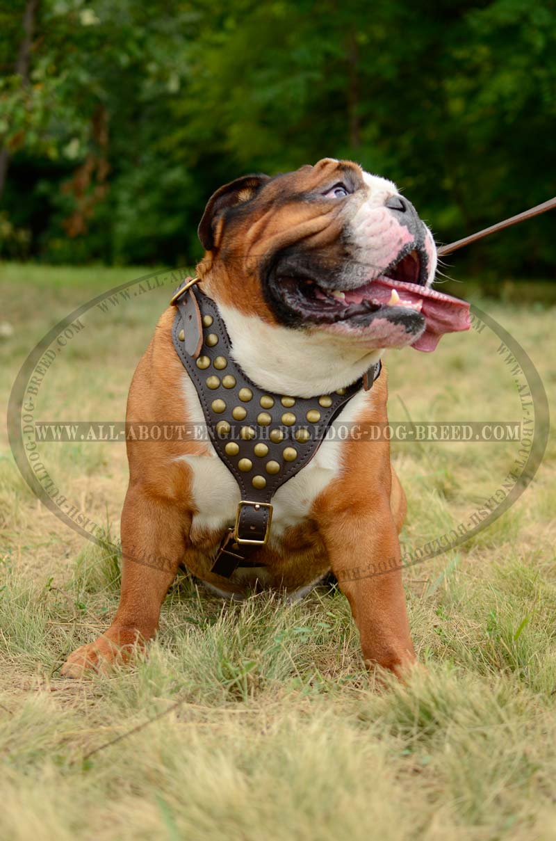 dog harness bulldog