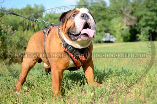 Handmade Flamed Leather Dog Harness for Bulldog Breed