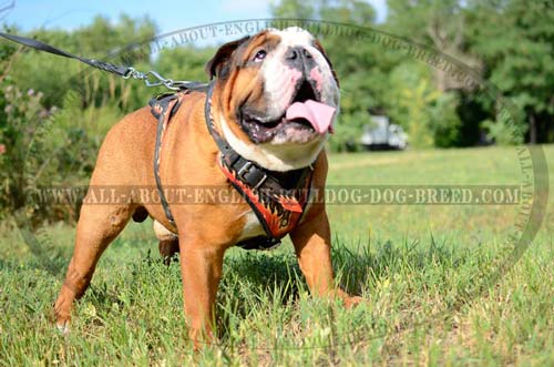 painted leather harness