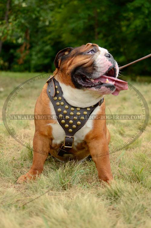 Unique Leather Canine Harness for English Bulldogs