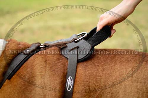 Durable Handle on English Bulldog Harness Leather