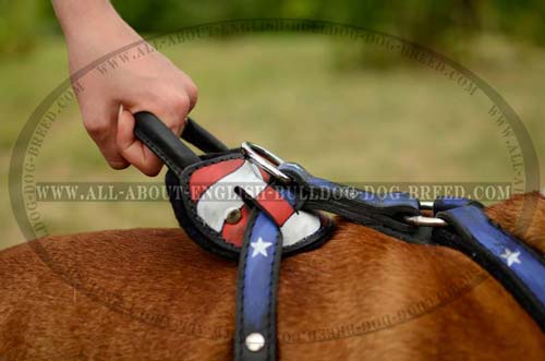 Durable Handle on English Bulldog Harness Training Supply