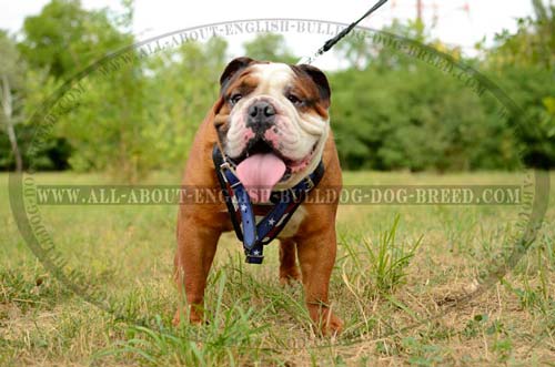 American Flag Walking Leather English Bulldog Harness