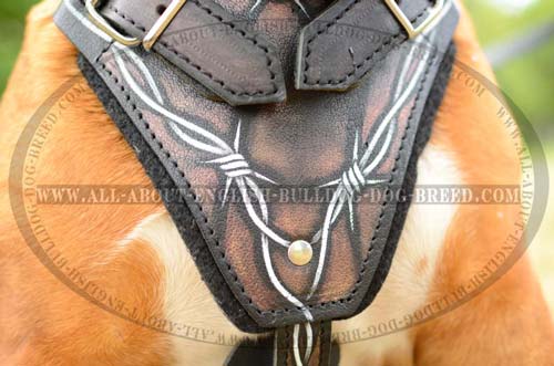 English Bulldog Harness with fashion chest plate
