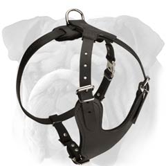 Strong Leather English Bulldog Harness