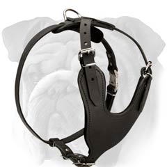 Safe Leather English Bulldog Harness