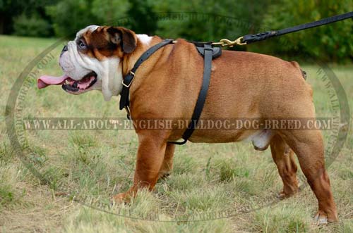 Strong Leather English Bulldog Harness