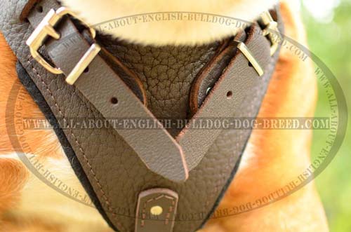 Perfect Leather English Bulldog Harness for Attack and  Protection  Work