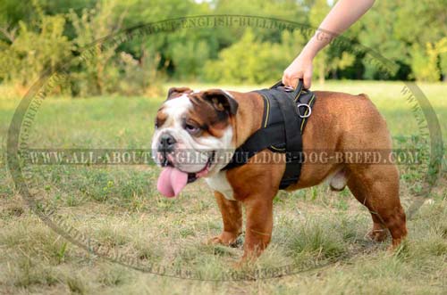Universal Waterproof Nylon English Bulldog Harness