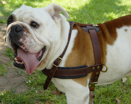 Exclusive Pulling Leather English Bulldog Harness