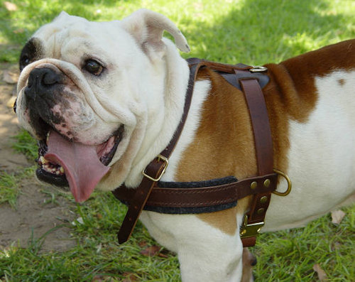 30 Best Images English Bulldog Harness And Lead : Harness for English Bulldog | English bulldog, Bulldog ...