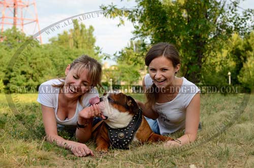 Exclusive English Bulldog Harness