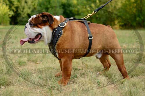 Durable Leather English Bulldog Harness