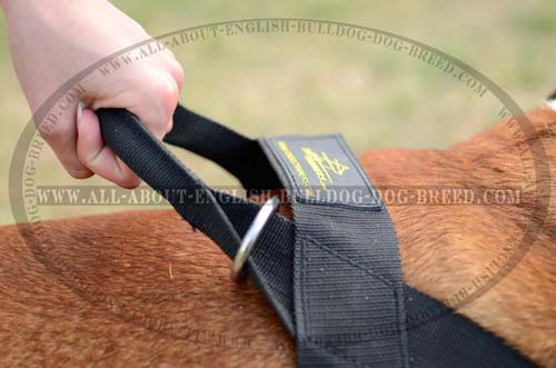 Exclusive Dog Harness