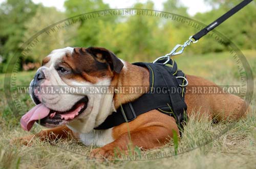 Strong Pulling Nylon English Bulldog Harness