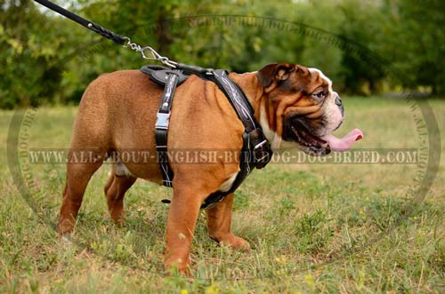 English Bulldog Harness Leather Barbed Wire Painted