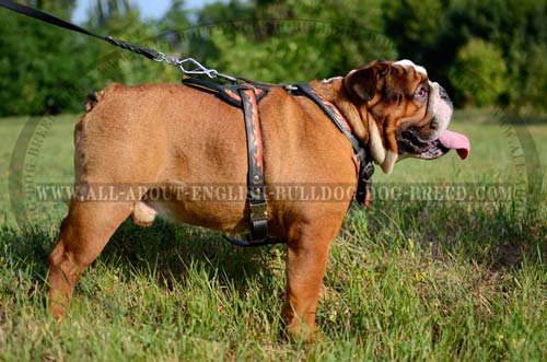 English Bulldog Harness Leather Painted Training Supply