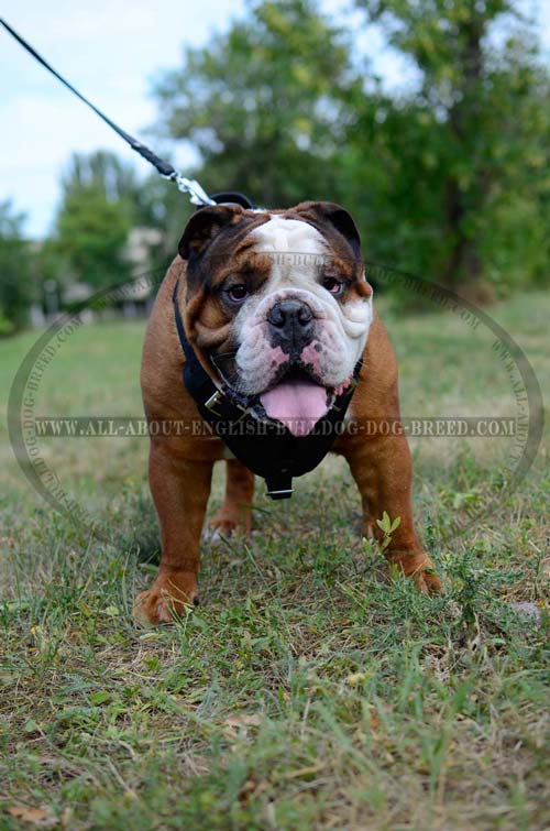 English Bulldog Harness Leather Walking Dog Gear