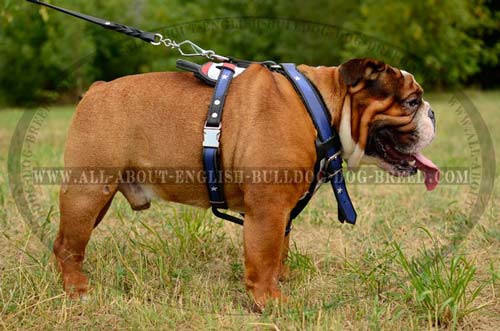 English Bulldog Harness Leather American Flag Painted