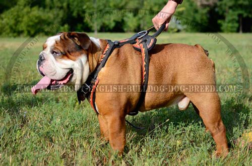 English Bulldog Harness Leather Flames Painted for Dog Training
