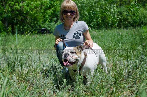 Leather English Bulldog Harness Made of Safe Material