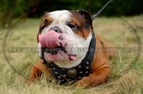 Leather Studded English Bulldog Harness Walking Dog Gear