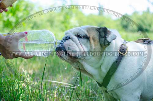 Non-Restrictive Leather Harness for English Bulldog