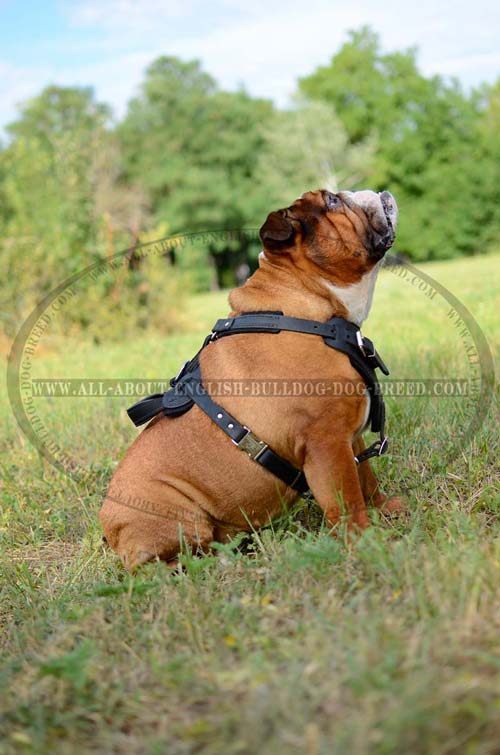 Genuine Leather English Bulldog Harness