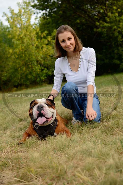 English Bulldog Harness Leather Walking Dog Item