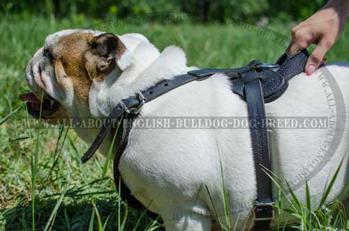 Non-Toxic Leather Harness for English Bulldog
