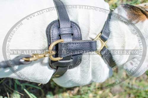 Leather English Bulldog Harness with Rustproof Hardware