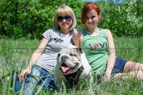 Non-Toxic Leather English Bulldog Harness