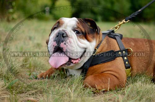 Durable Tracking Leather English Bulldog Harness
